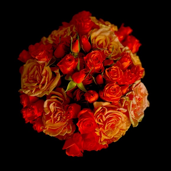 Meet your Posher, Vera - Picture 1 of 1